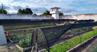 Hortaliças produzidas por presos abastecem entidades carentes do Maranhão