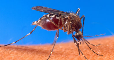 Mais de 20 cidades do Maranhão estão em risco de surto por Aedes aegypti