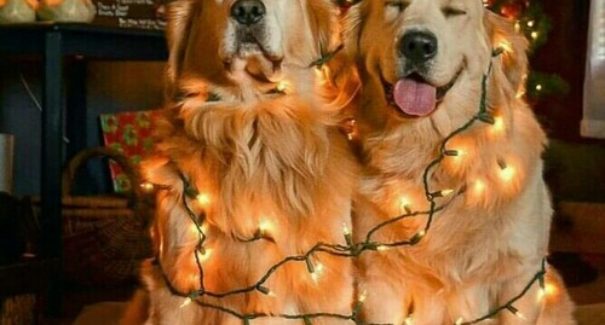 Natal dos Pets: dicas para a segurança dos bichinhos na festa