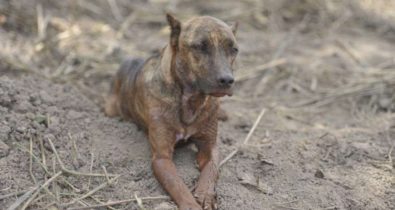 Cachorro comove internautas à espera de donos em Brumadinho