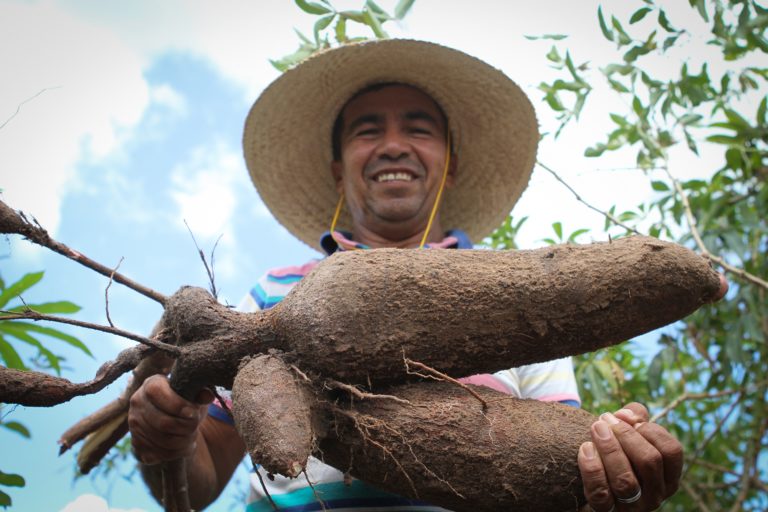 Quem planta a mandioca que faz a cerveja Magnífica, do Maranhão