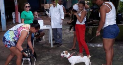 Projeto de vereador vacina cães da zona rural da Grande São Luís