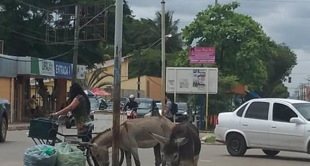 População divide espaço com jumentos na Cidade Operária