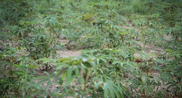 Brasil possui solução para substituir fertilizantes em lavouras
