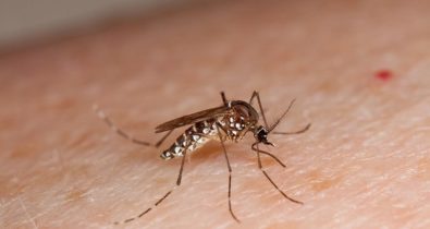 No primeiro trimestre do ano casos de dengue aumentam quase 40% no Maranhão