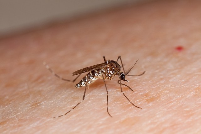 No primeiro trimestre do ano casos de dengue aumentam quase 40% no Maranhão