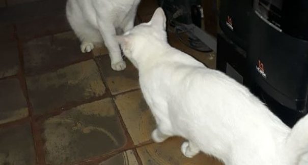 Animais de rua são problemas crônicos