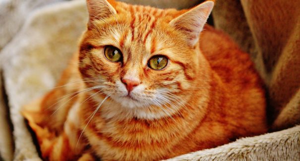 Empreendimentos investem em espaços para pets