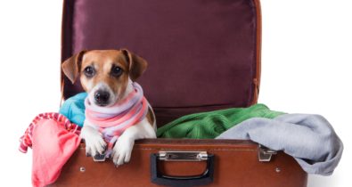 Vai viajar? Confira como escolher um hotel para deixar seu cãozinho