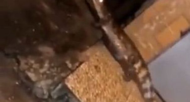 VÍDEO: Jacaré aparece no São Cristóvão e viraliza nas redes sociais