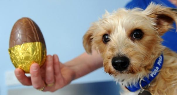 Aprenda a fazer um ovo de Páscoa para o seu cachorro
