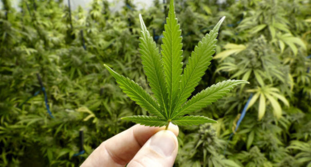 Indústria da maconha vai gerar US$ 194 bilhões