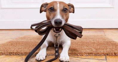 Casa limpa: Dicas para ensinar o cão a fazer xixi no lugar certo