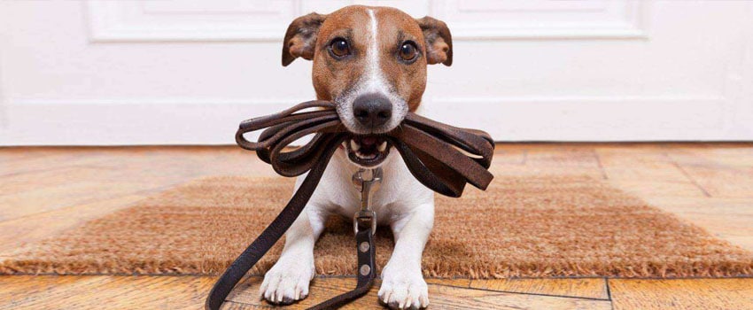 Casa limpa: Dicas para ensinar o cão a fazer xixi no lugar certo