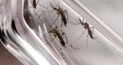 Casos de dengue caem 65% na capital