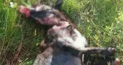 Homem mata cadela a facadas em Pinheiro, no Maranhão
