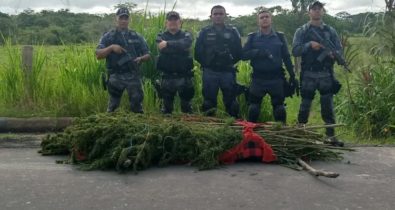 Polícia Militar apreende 100 Kg de maconha