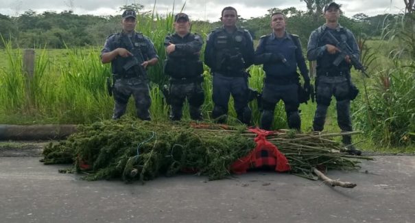 Polícia Militar apreende 100 Kg de maconha