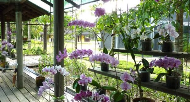 Orquidário São Luís será reaberto
