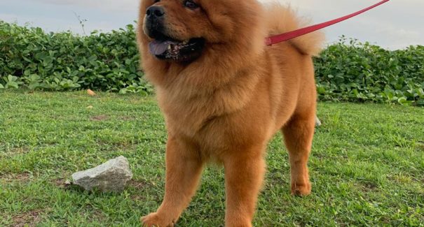 Confira 5 Dicas para um pelo perfeito do seu pet