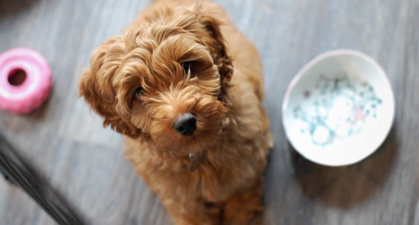 PETS: especialista orienta como escolher a ração ideal para o seu cão