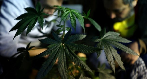 Anvisa aprova liberação do cultivo de maconha para fins medicinais e científicos