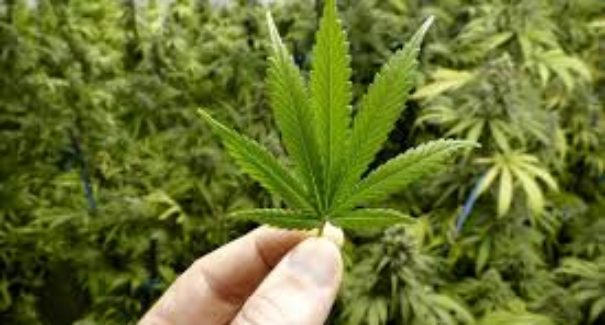 Marcha da maconha acontece neste sábado (8) na Ilha