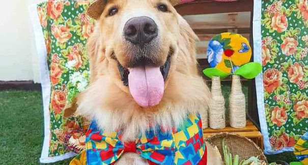 5 dicas para curtir a festança do São João com seu pet