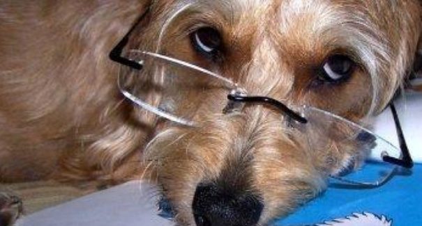 Cão idoso: 10 sinais de que a velhice chegou para seu pet