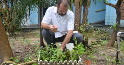 Pesquisador do IFMA descobre espécie de planta que combate o mosquito Aedes aegypti