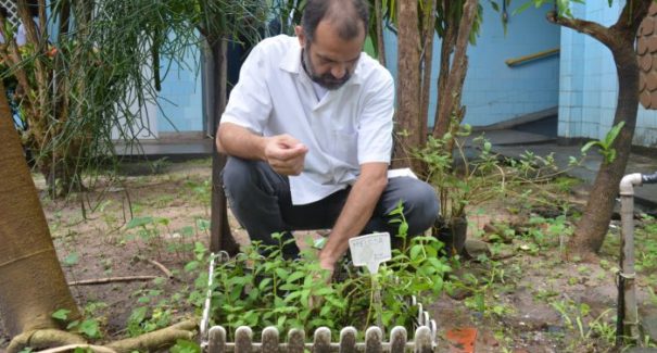 Pesquisador do IFMA descobre espécie de planta que combate o mosquito Aedes aegypti