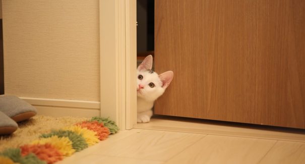Veja 8 tipos de animais indicados para quem mora em apartamento