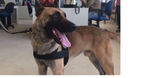 Cão farejador Vini ajuda no combate de drogas na ilha