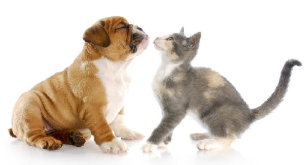 13 diferenças entre viver com um cão e viver com um gato
