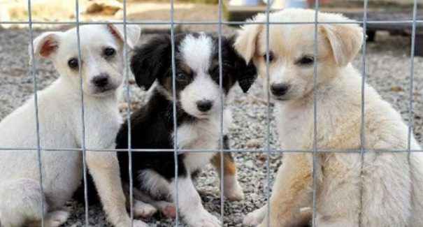 Qual é a importância da adoção de animais?