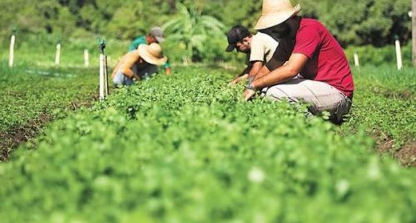 Produção agrícola do Maranhão cresce e alcança o 2º maior valor do Nordeste em 2024