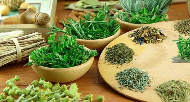 Saiba os principais benefícios com o consumo de plantas medicinais