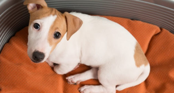 Especialista dá dicas para identificar se o pet está com dor