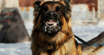 Mês do cachorro louco: veterinário responde questões sobre a raiva canina