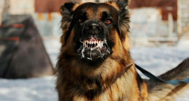 Mês do cachorro louco: veterinário responde questões sobre a raiva canina