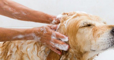 Como manter a saúde da pele e pelagem do pet? Confira dicas!