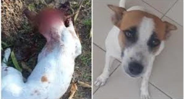 Cadela é esfaqueada dentro de faculdade particular em São Luís