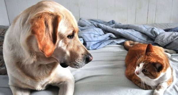 12 verdades e mentiras sobre seu pet