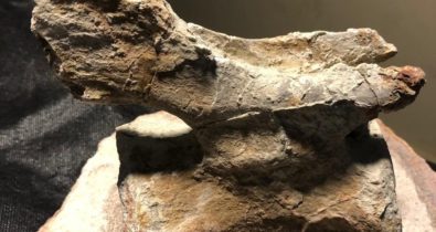 Pesquisadores identificam novo dinossauro do Maranhão