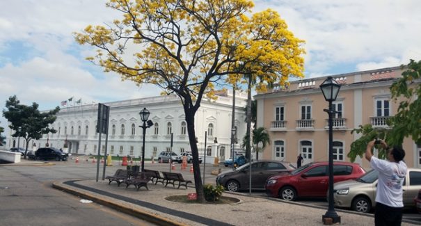 Primavera o ano todo no Maranhão