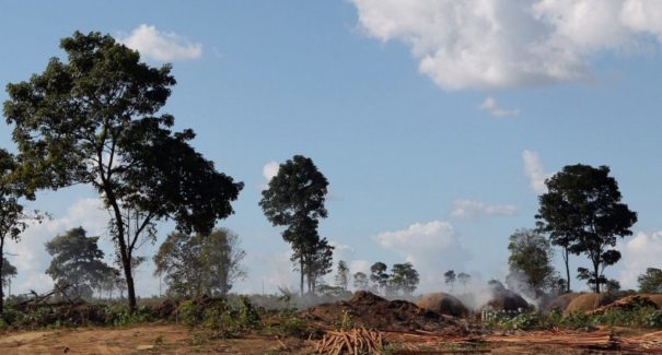 Maranhão possui apenas 25% de sua vegetação amazônica original