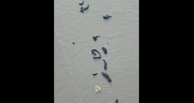 Manchas de petróleo são registradas na praia de São Marcos