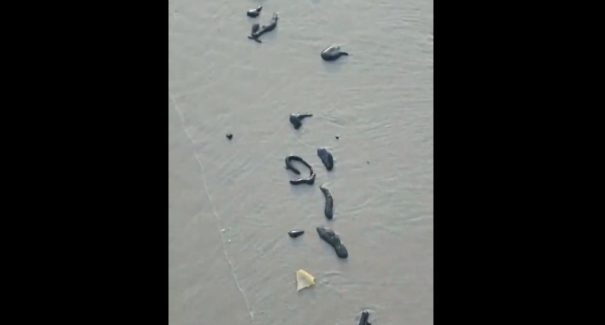 Manchas de petróleo são registradas na praia de São Marcos
