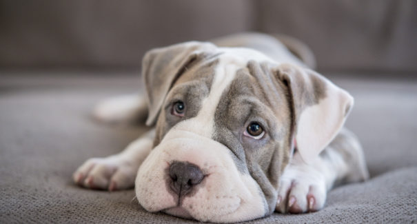 Quanto custa ter um animal de estimação?