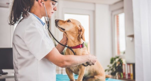 Conheça as doenças que afetam os pets